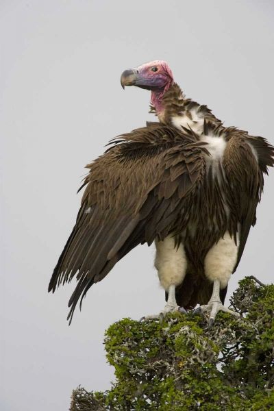 Kenya Lappet-faced vulture standing on treetop